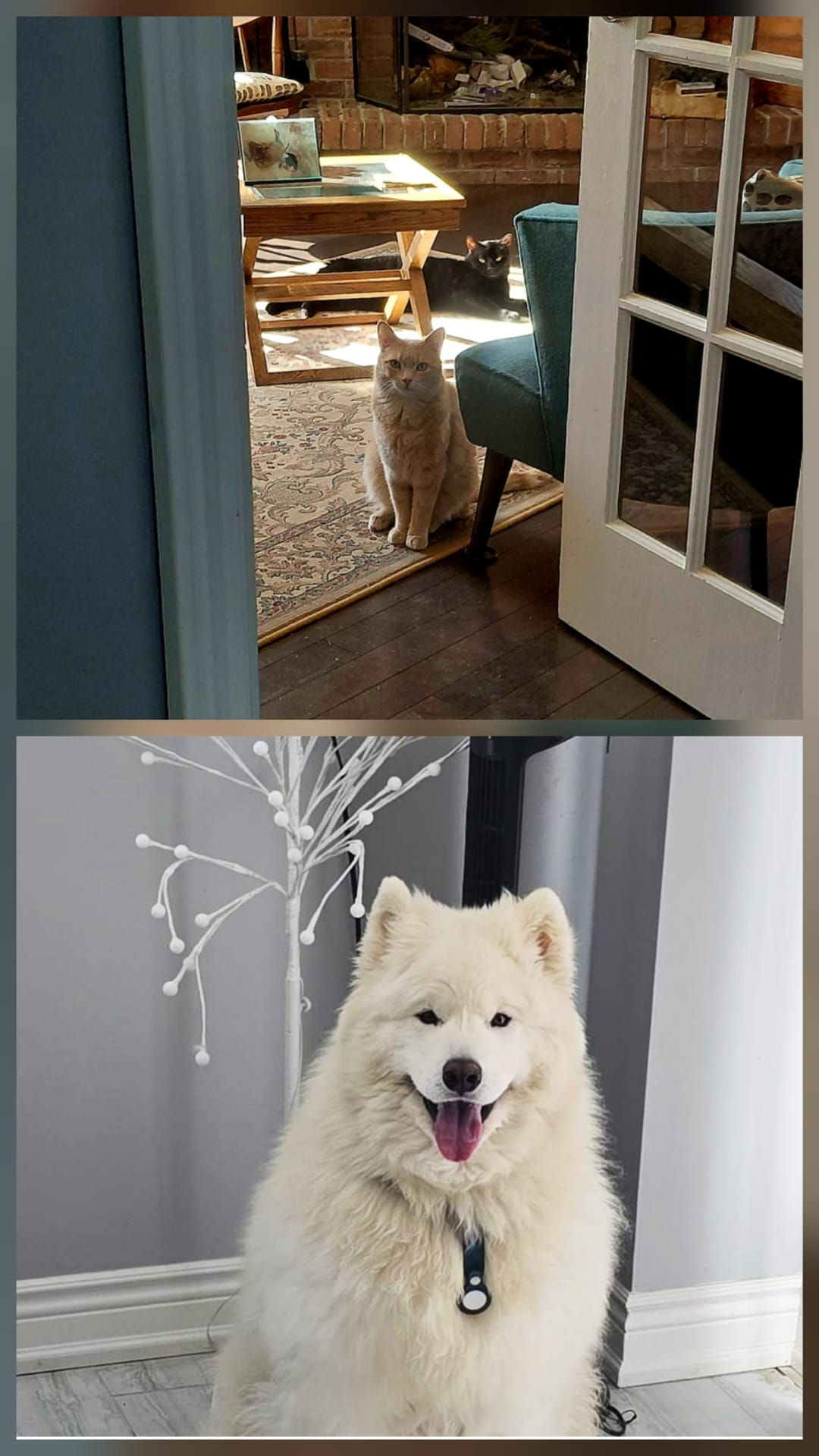 pet drop-ins