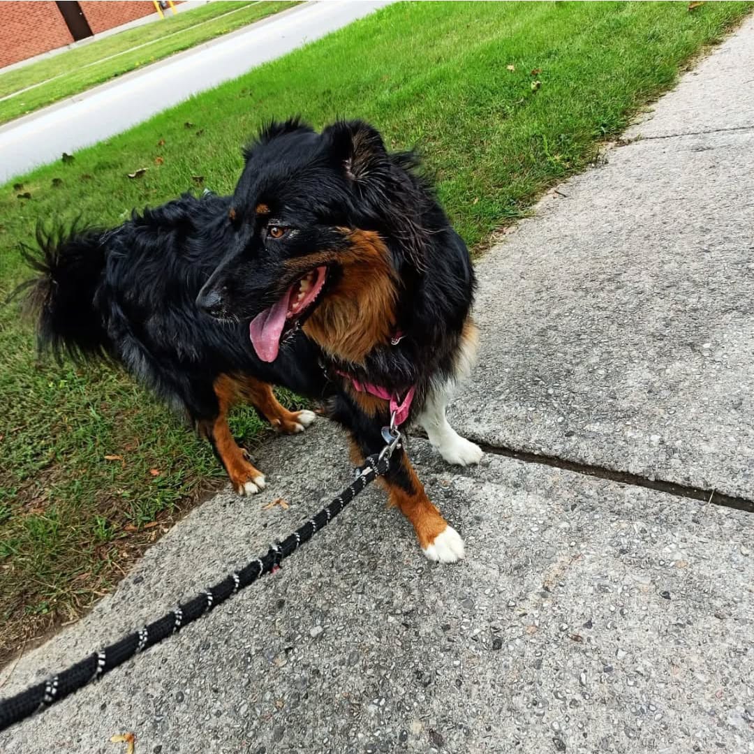 dog walking services in durham region