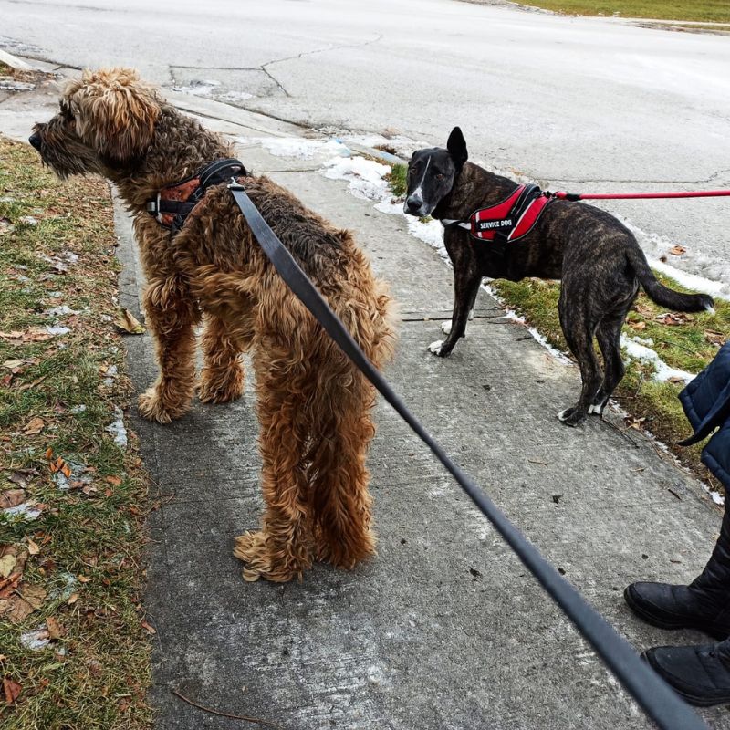 pet walking services