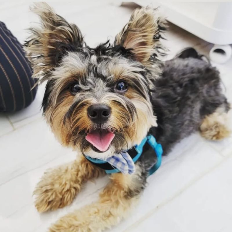 pet drop-ins